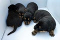 Newborn black and brown puppies five days after birth.