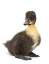 Newborn black duck