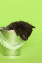 Newborn black kitten in bucket, green background. Royalty Free Stock Photo