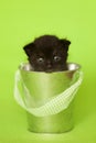 Newborn black kitten in bucket, green background. Royalty Free Stock Photo