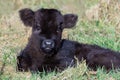 Newborn black scottish highlander calf lying in grass Royalty Free Stock Photo