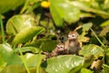 Newborn Black Tern Chicks Sitting On Lily Pads