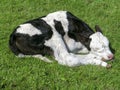 Newborn black and white calf curled sleeping in the middle of a grassland.