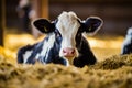 A newborn black and white calf lies in a haystack