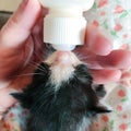 Newborn black and white kitten 10 days old drinks milk from a bottle, close-up Royalty Free Stock Photo