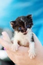 Black and white kitten Royalty Free Stock Photo