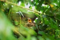 Two Blackbird chicks in a hidden nest with mother on top, Salzburg, Austria Royalty Free Stock Photo