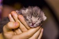 Newborn blind grey kitten in hand