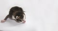 Newborn blind kitten on a white background