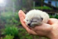 Newborn, blind kittens of a stray cat in female hands