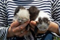 Newborn, blind kittens of a stray cat in female hands Royalty Free Stock Photo