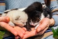 Newborn, blind kittens of a stray cat in female hands