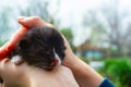 Newborn, blind kittens of a stray cat in female hands