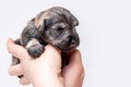 A newborn blind miniature Schnauzer puppy sleeps in the arms of its owner. The puppy is being examined by a veterinarian Royalty Free Stock Photo