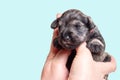 A newborn blind miniature Schnauzer puppy sleeps in the arms of its owner. Taking care of a pet Royalty Free Stock Photo