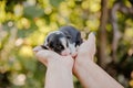 Newborn border collie puppy. Newborn dog. Pup