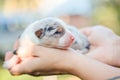 Newborn border collie puppy. Newborn dog. Pup