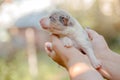 Newborn border collie puppy. Newborn dog. Pup