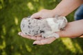 Newborn border collie puppy. Newborn dog. Pup