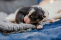 Newborn border collie puppy. Newborn dog. Pup