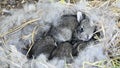 Newborn breeding rabbits on a farm