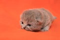 newborn british cat