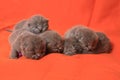 newborn british cats