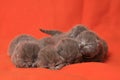 newborn british cats