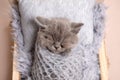 Newborn british fluffy kitten sleeping Royalty Free Stock Photo