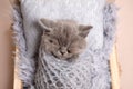 Newborn british fluffy kitten sleeping