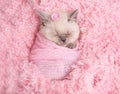 Newborn british kitten sleeps on pink fur Royalty Free Stock Photo