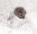 Newborn british kitten sleeps on pink fur