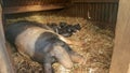 Newborn british saddleback piglets with their momma.