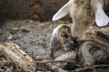 A newborn brown baby goat and its mother Royalty Free Stock Photo