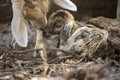 A newborn brown baby goat and its mother Royalty Free Stock Photo