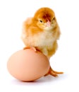 Newborn brown chicken with egg