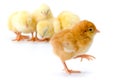 Newborn brown chicken walking away Royalty Free Stock Photo