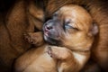 Newborn brown puppy close-up