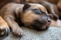 Newborn brown puppy with happy face