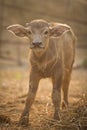 Newborn Buffalo