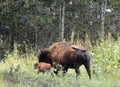 Newborn buffalo