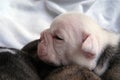 Newborn bull dog puppy one Royalty Free Stock Photo