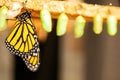 Newborn butterfly and the green cocoons on the blurred background Royalty Free Stock Photo