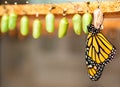 Newborn butterfly and the green cocoons on the blurred background Royalty Free Stock Photo