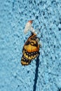 A newborn butterfly next to its empty cocoon.
