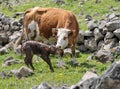 Newborn calf Royalty Free Stock Photo