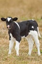 Newborn calf Royalty Free Stock Photo