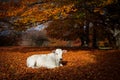 Newborn calf on autumn foliage of Canfaito