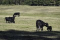 Newborn calf being licked off in pasture Royalty Free Stock Photo