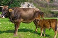 Newborn calf cow sucking milk. Marmaris, Kumlubuk, Turkey. Ornate brown cows. Sunlights